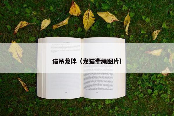 猫吊龙伴（龙猫牵绳图片）