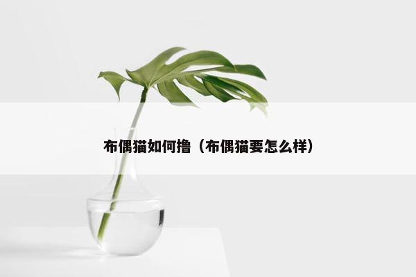 布偶猫如何撸（布偶猫要怎么样）