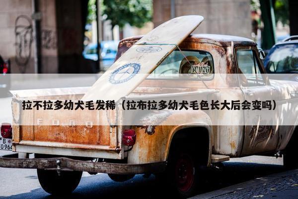 拉不拉多幼犬毛发稀（拉布拉多幼犬毛色长大后会变吗）