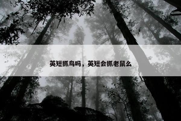 英短抓鸟吗，英短会抓老鼠么