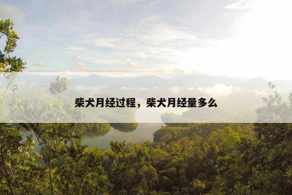 柴犬月经过程，柴犬月经量多么