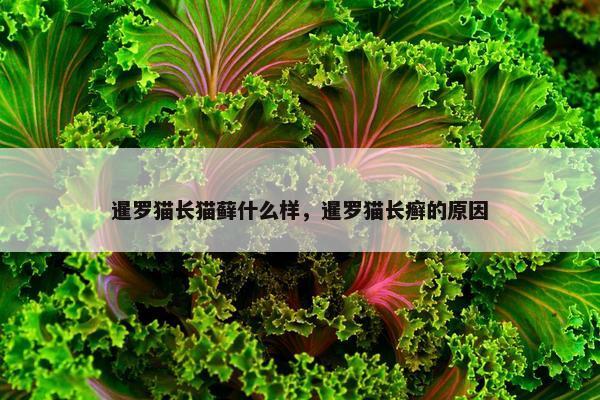 暹罗猫长猫藓什么样，暹罗猫长癣的原因