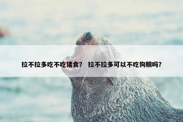 拉不拉多吃不吃猪食？ 拉不拉多可以不吃狗粮吗？