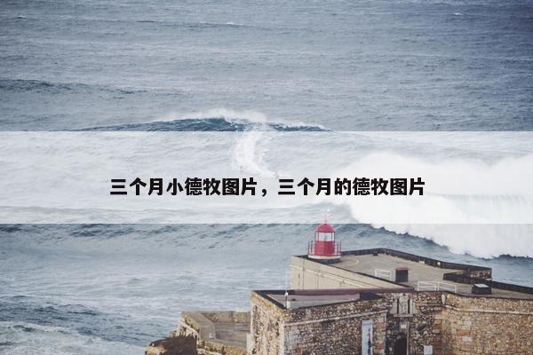 三个月小德牧图片，三个月的德牧图片