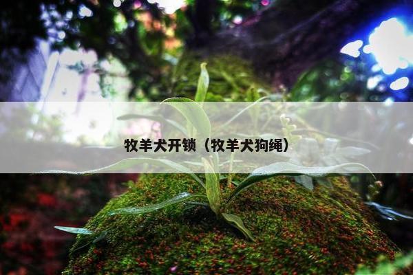 牧羊犬开锁（牧羊犬狗绳）
