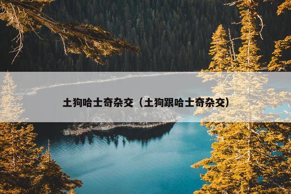 土狗哈士奇杂交（土狗跟哈士奇杂交）