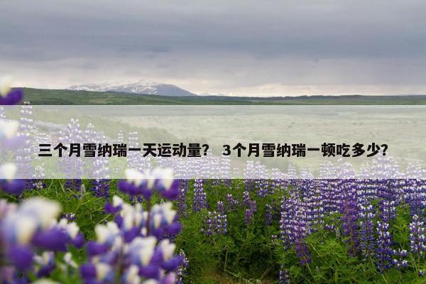 三个月雪纳瑞一天运动量？ 3个月雪纳瑞一顿吃多少？
