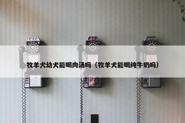 牧羊犬幼犬能喝肉汤吗（牧羊犬能喝纯牛奶吗）
