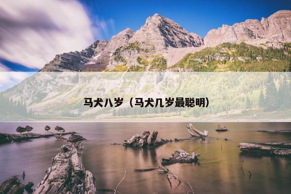 马犬八岁（马犬几岁最聪明）