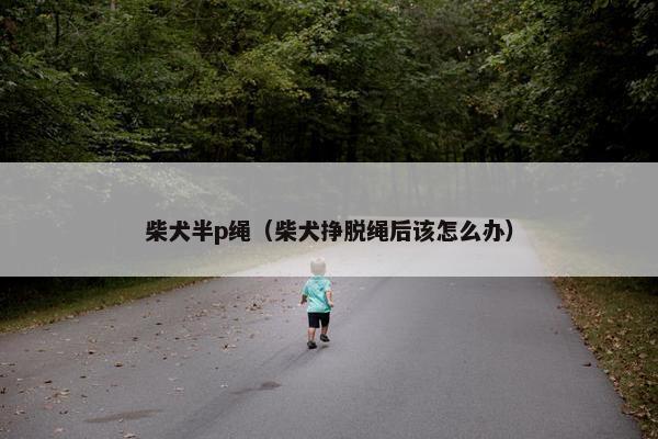柴犬半p绳（柴犬挣脱绳后该怎么办）