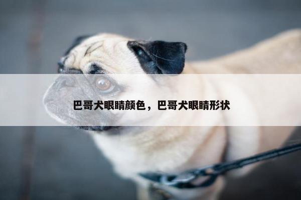 巴哥犬眼睛颜色，巴哥犬眼睛形状