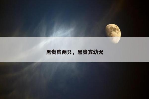 黑贵宾两只，黑贵宾幼犬