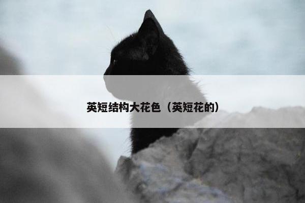 英短结构大花色（英短花的）