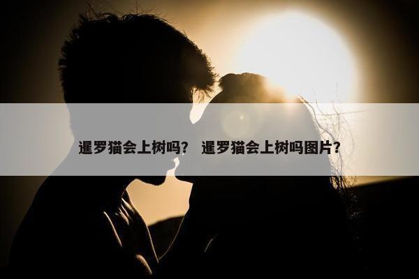暹罗猫会上树吗？ 暹罗猫会上树吗图片？
