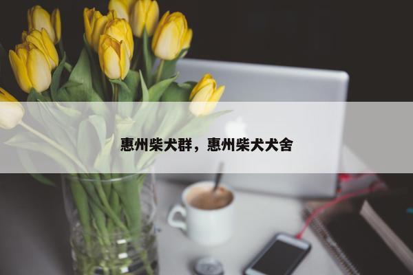 惠州柴犬群，惠州柴犬犬舍