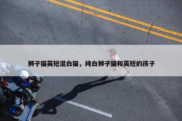 狮子猫英短混白猫，纯白狮子猫和英短的孩子