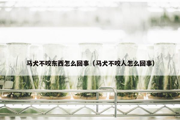 马犬不咬东西怎么回事（马犬不咬人怎么回事）