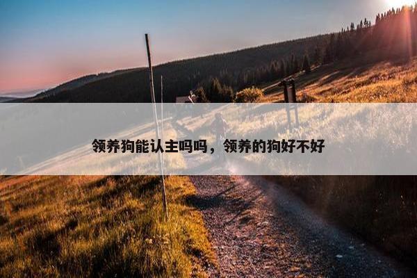领养狗能认主吗吗，领养的狗好不好