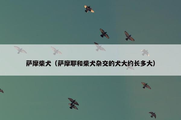 萨摩柴犬（萨摩耶和柴犬杂交的犬大约长多大）