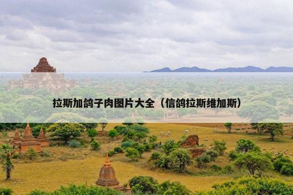拉斯加鸽子肉图片大全（信鸽拉斯维加斯）