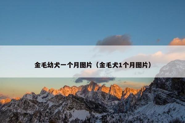 金毛幼犬一个月图片（金毛犬1个月图片）