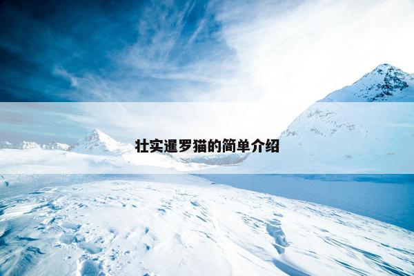 壮实暹罗猫的简单介绍