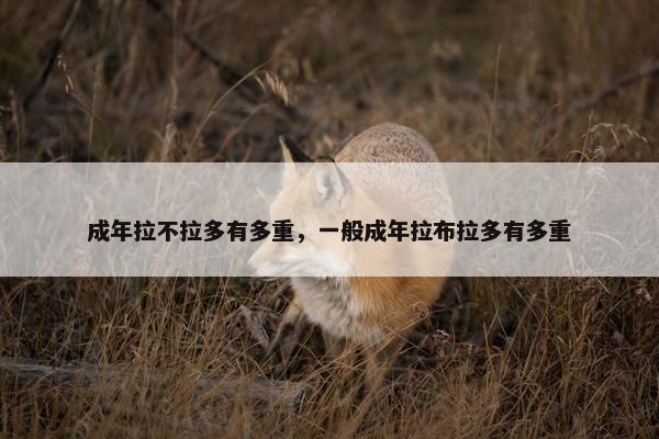 成年拉不拉多有多重，一般成年拉布拉多有多重