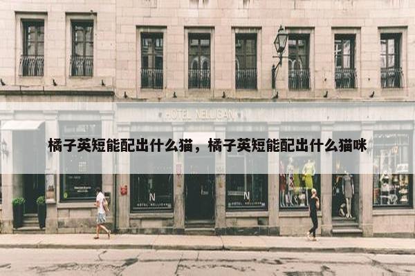橘子英短能配出什么猫，橘子英短能配出什么猫咪