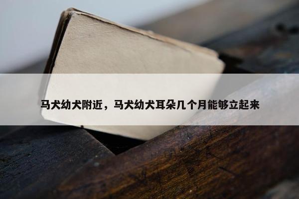 马犬幼犬附近，马犬幼犬耳朵几个月能够立起来