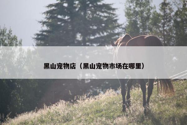 黑山宠物店（黑山宠物市场在哪里）