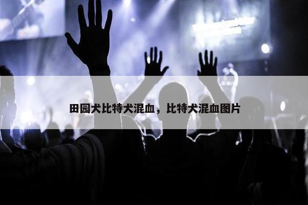 田园犬比特犬混血，比特犬混血图片