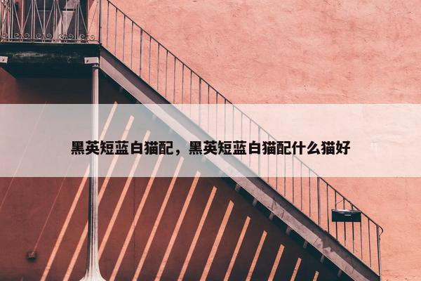 黑英短蓝白猫配，黑英短蓝白猫配什么猫好
