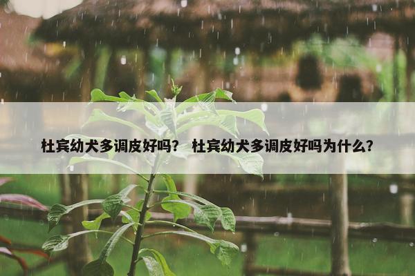 杜宾幼犬多调皮好吗？ 杜宾幼犬多调皮好吗为什么？