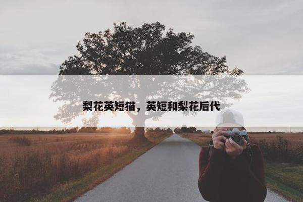 梨花英短猫，英短和梨花后代