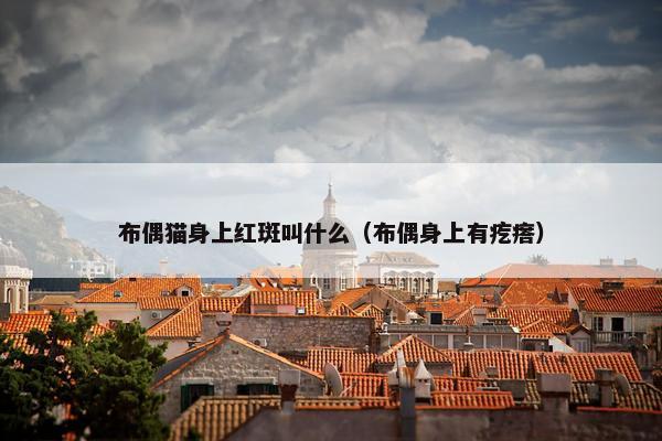 布偶猫身上红斑叫什么（布偶身上有疙瘩）