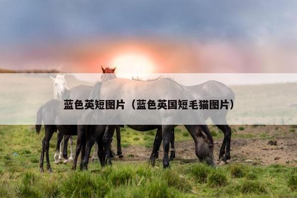 蓝色英短图片（蓝色英国短毛猫图片）