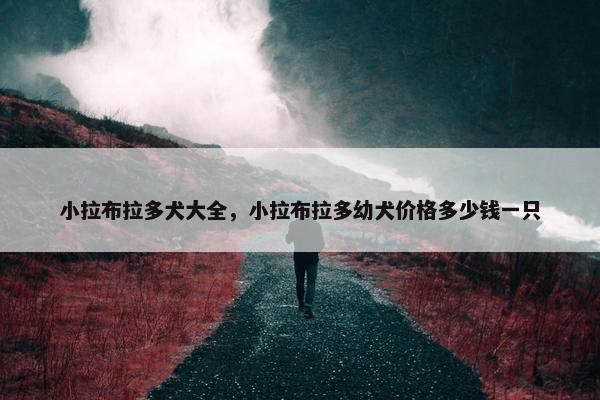 小拉布拉多犬大全，小拉布拉多幼犬价格多少钱一只