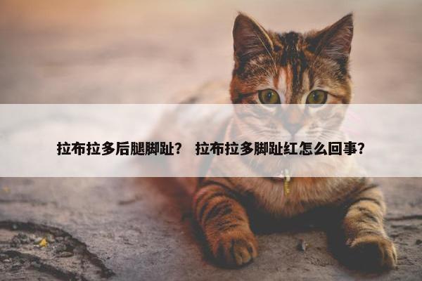 拉布拉多后腿脚趾？ 拉布拉多脚趾红怎么回事？