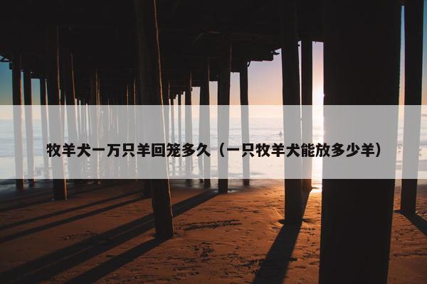 牧羊犬一万只羊回笼多久（一只牧羊犬能放多少羊）