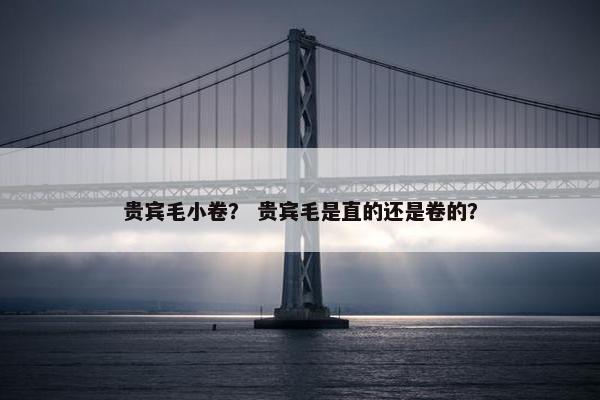 贵宾毛小卷？ 贵宾毛是直的还是卷的？