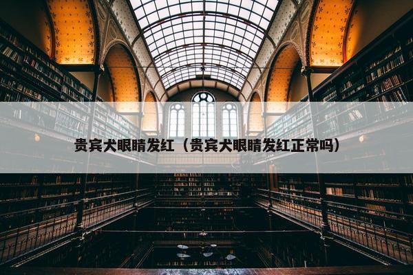贵宾犬眼睛发红（贵宾犬眼睛发红正常吗）