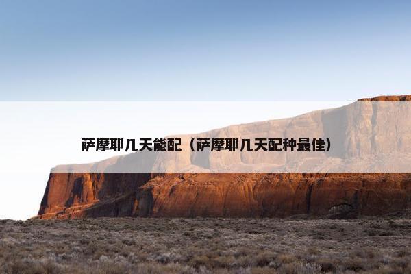 萨摩耶几天能配（萨摩耶几天配种最佳）