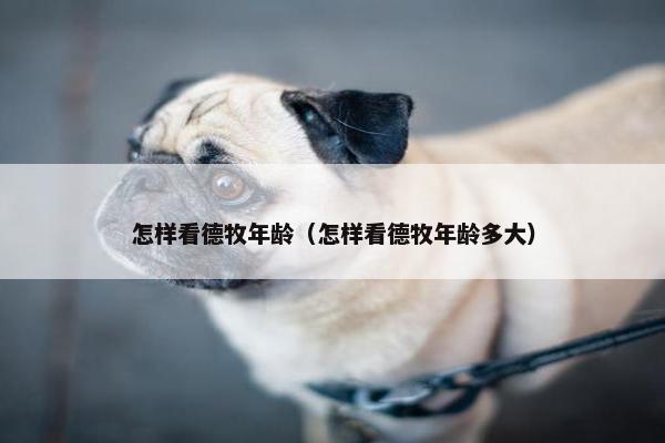 怎样看德牧年龄（怎样看德牧年龄多大）