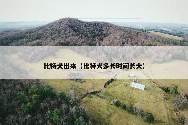 比特犬出来（比特犬多长时间长大）