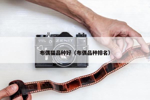 布偶猫品种好（布偶品种排名）