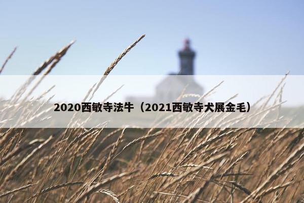 2020西敏寺法牛（2021西敏寺犬展金毛）