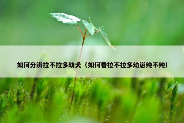 如何分辨拉不拉多幼犬（如何看拉不拉多幼崽纯不纯）
