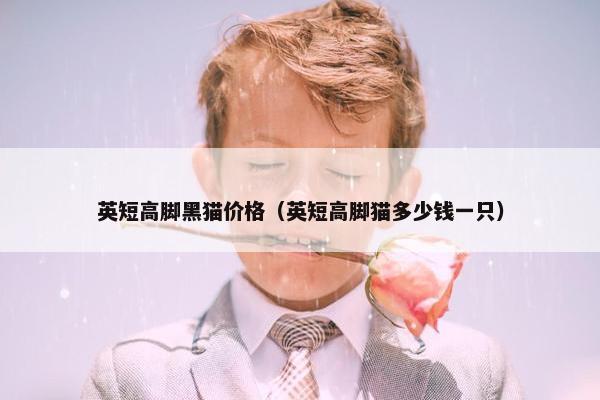 英短高脚黑猫价格（英短高脚猫多少钱一只）