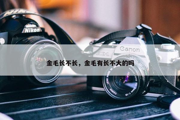 金毛长不长，金毛有长不大的吗