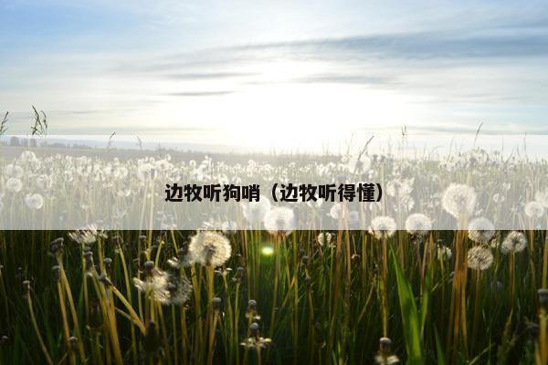 边牧听狗哨（边牧听得懂）